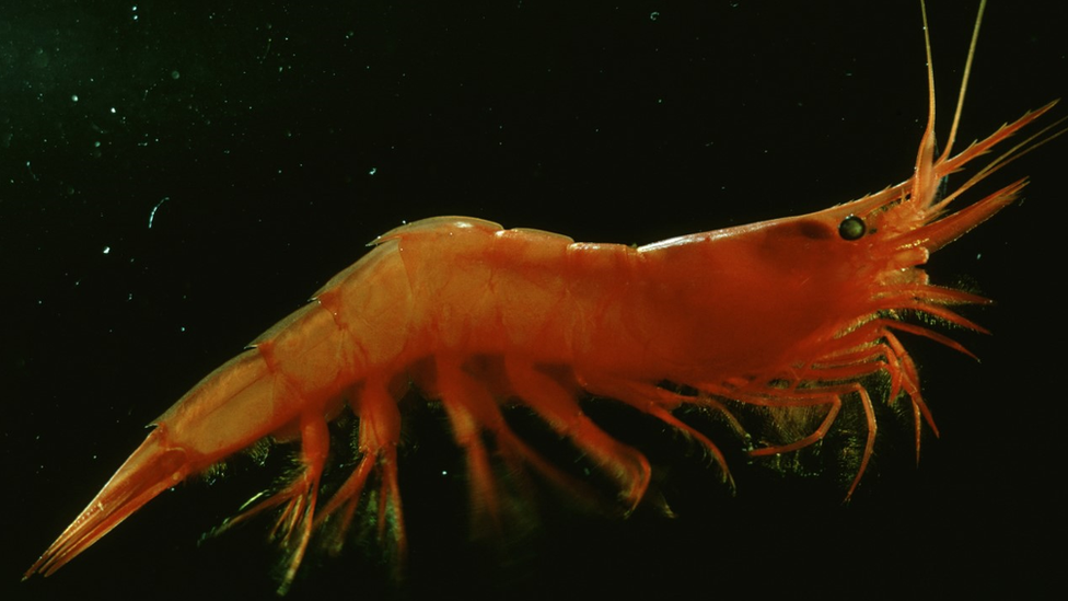 Mesopelagic prawn