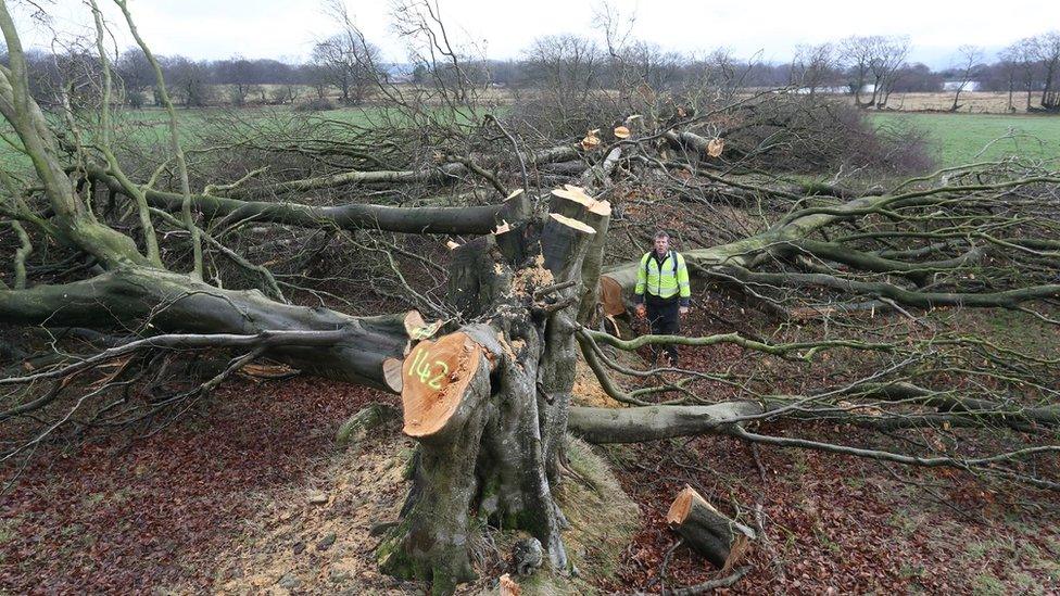 Felled hedgerow beech trees