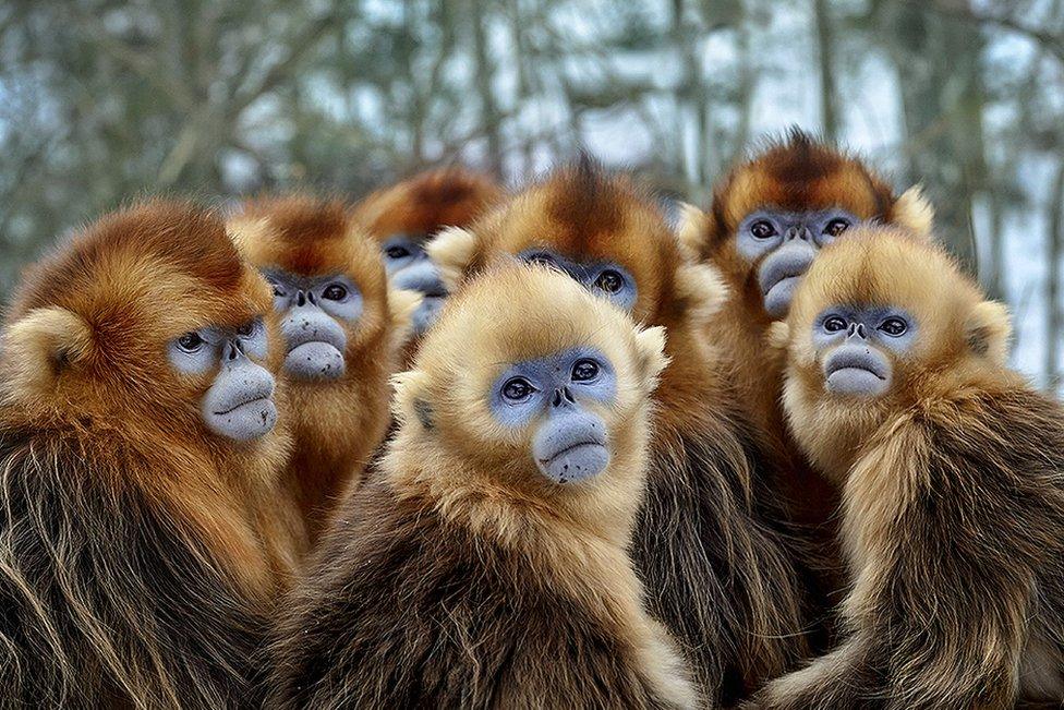 Golden snub-nosed monkeys, Eastern China