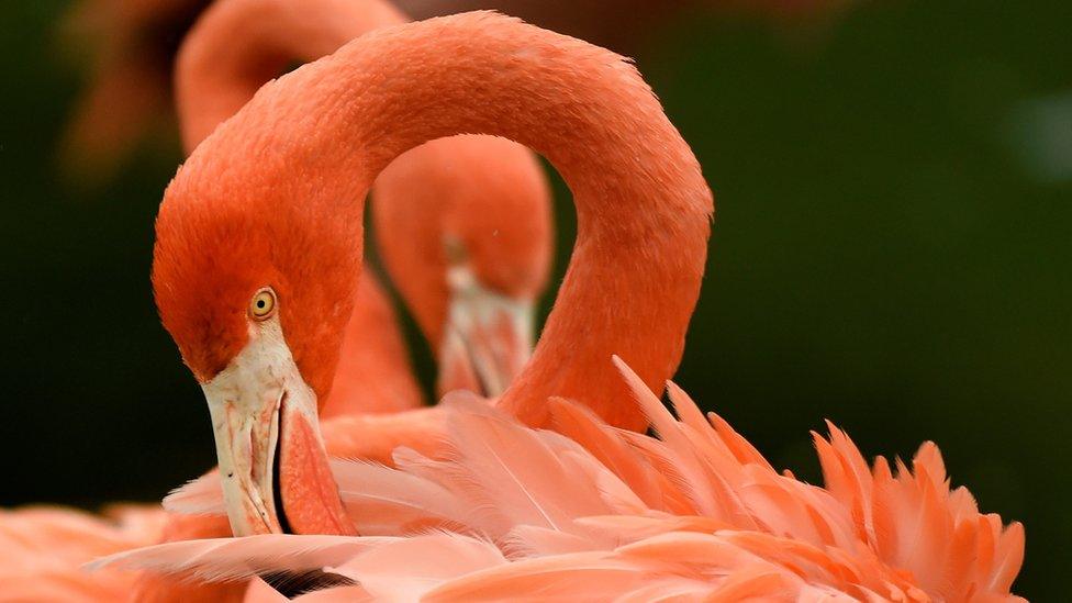 American flamingo