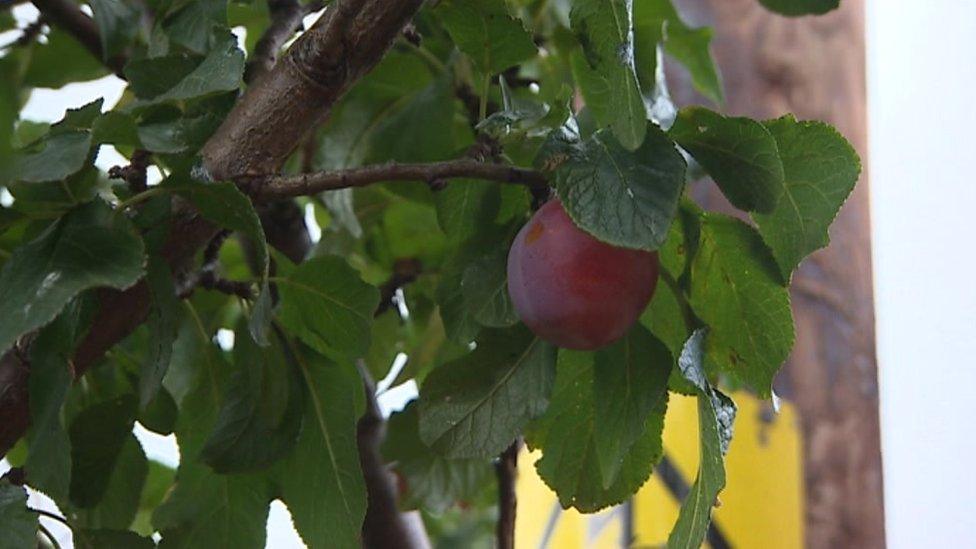 A Denbigh plum hanging from a branch