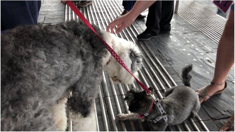 Two dogs playing