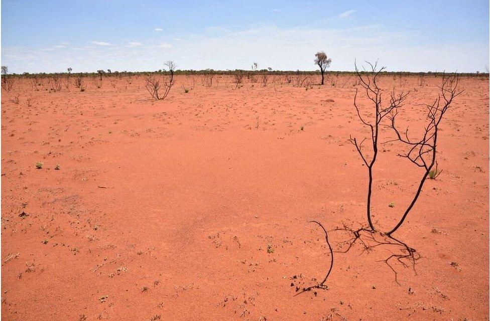 A fairy circle weeks after fire burnt down all the spinifex vegetation