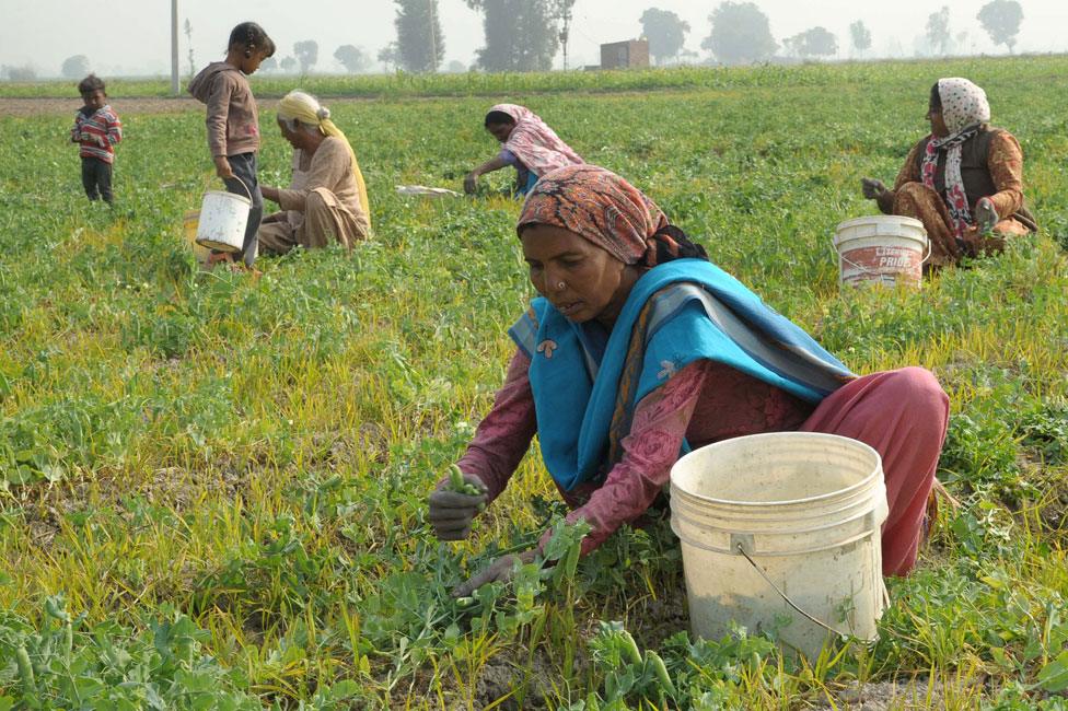 Collecting peas in Amritsar