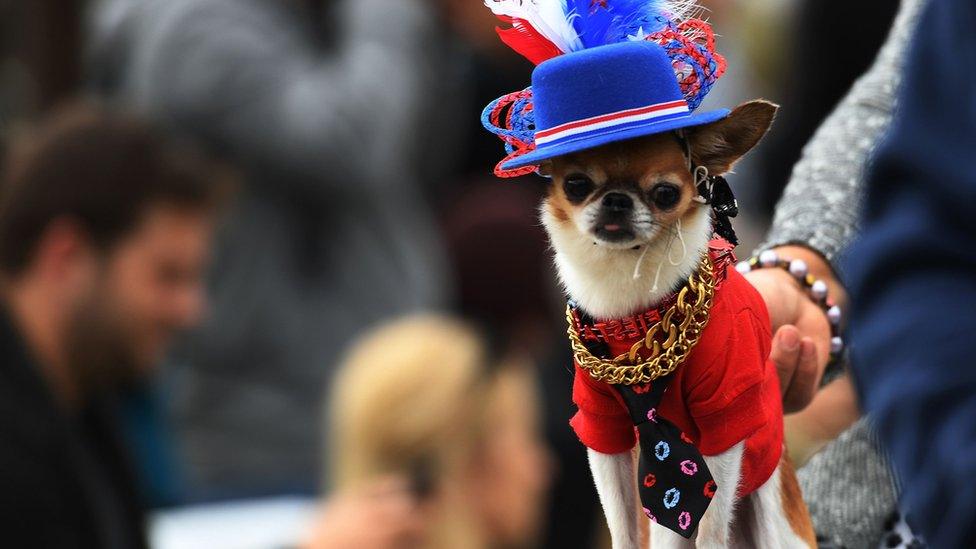 Dog dressed in costume