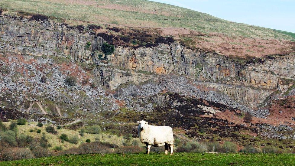 A confident sheep in front of “The Slip” between Abertysswg and New Tredegar in the Rhymney valley