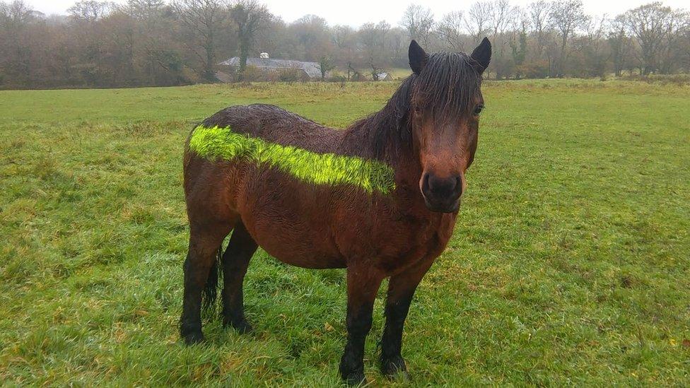 Reflective paint on pony