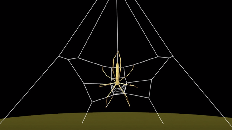 diagram-showing-spider-creating-A-shaped-web