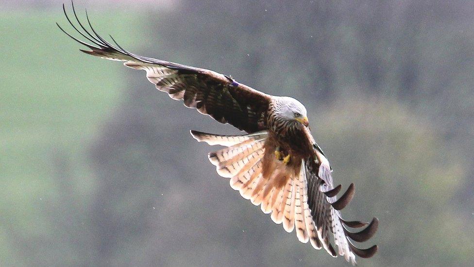 Red kite