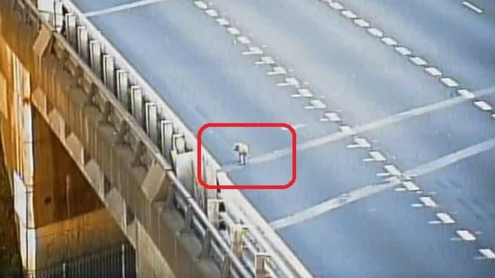 The pig on the motorway