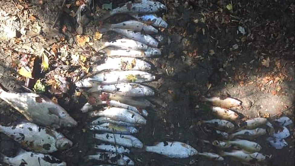 Dead fish found in the River Crouch