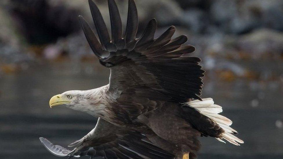 A white-tailed eagle