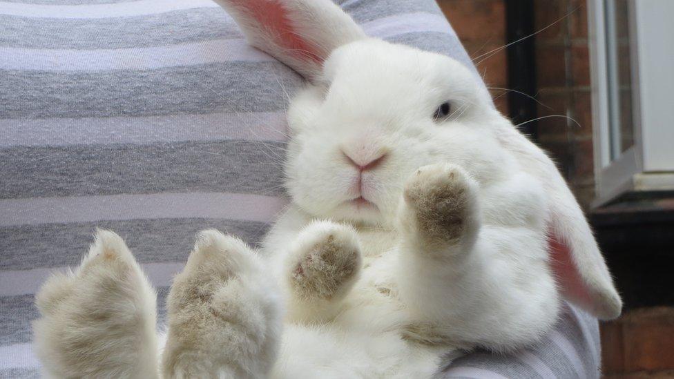 An unidentified person cradling a white rabbit