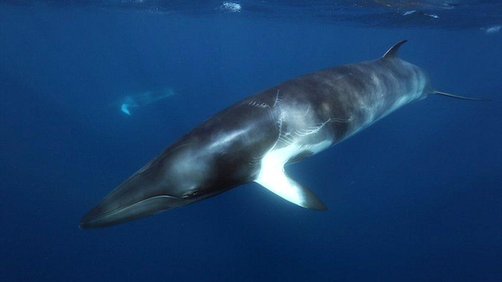 Minke whale