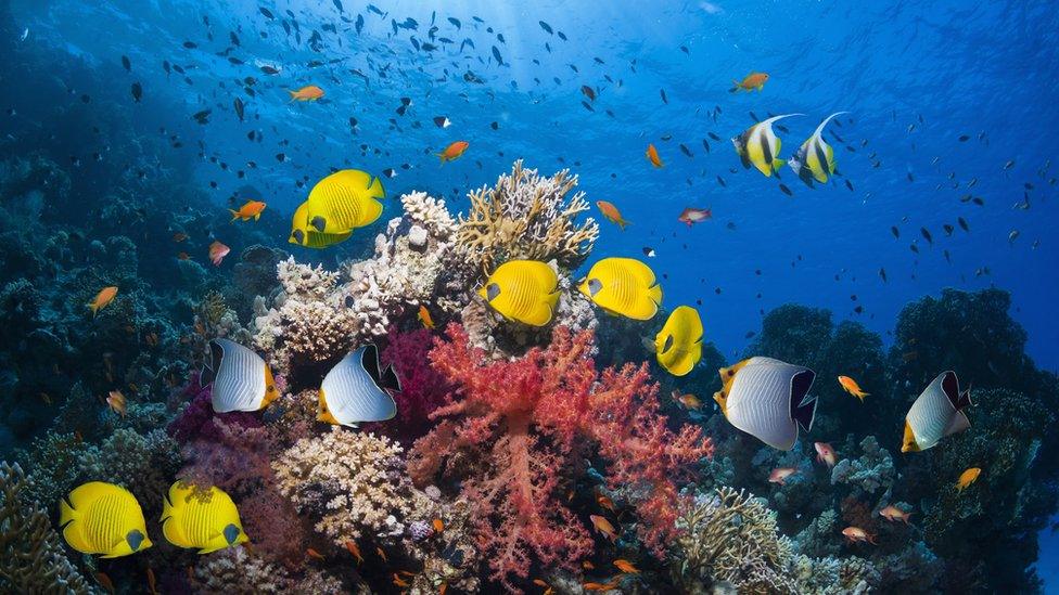 Fish by coral reef