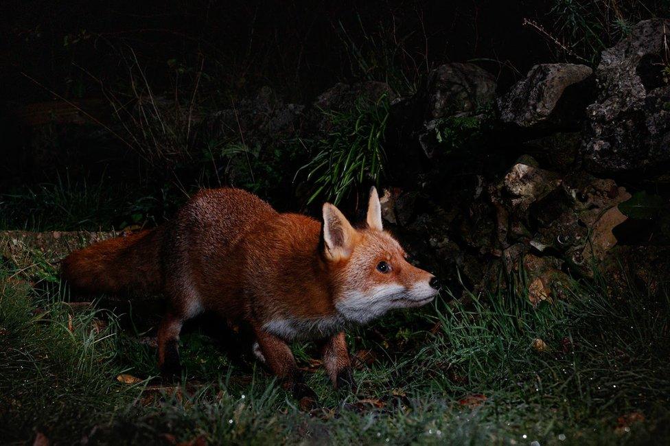 A fox in a garden in Amersham, England