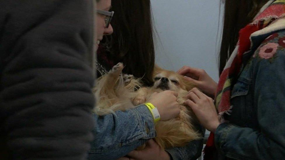 Alpet Poundies Rescue dogs have been brought in to the Students' Union to help improve student welfare