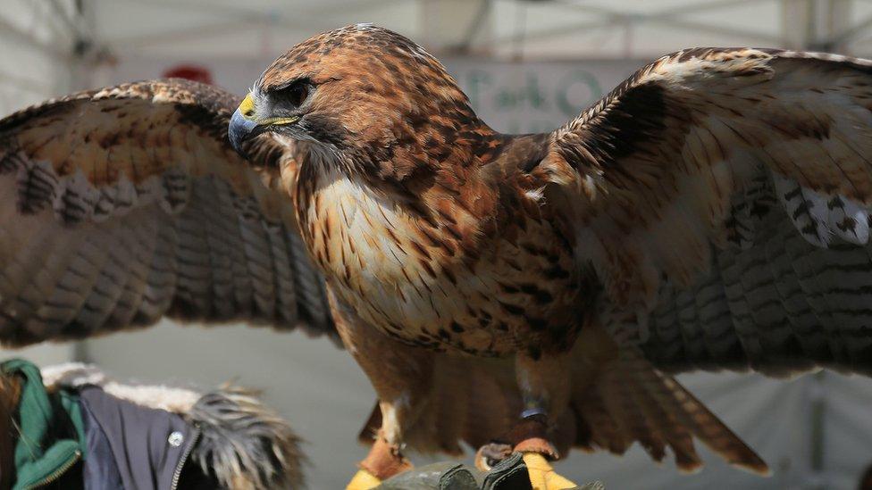 an American bird of prey on display at the RHS flower show in Cardiff.