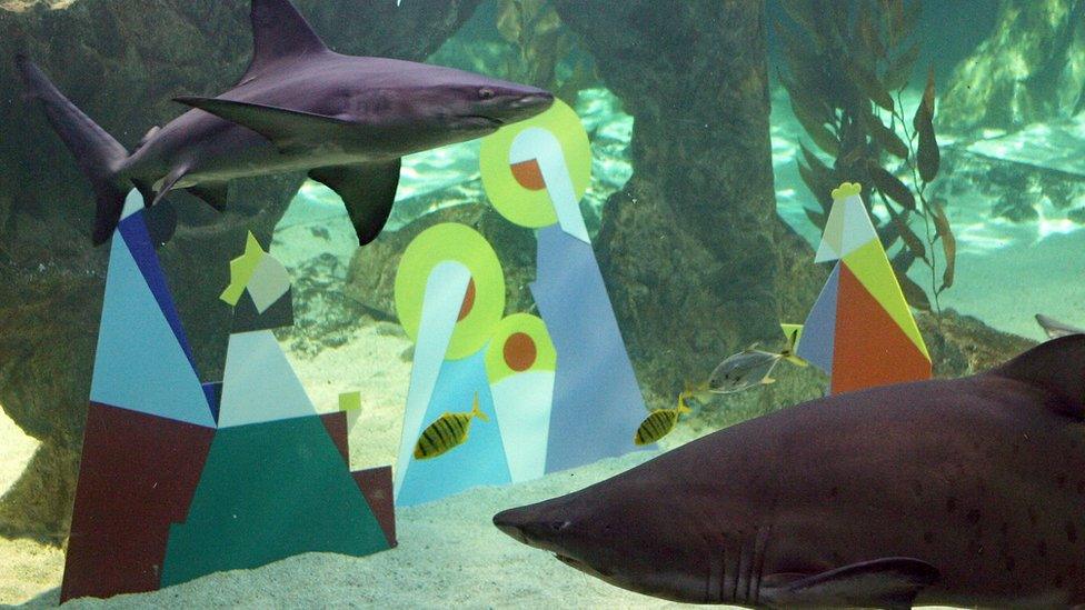 Shark swims next to Christmas nativity figures in the aquarium at the zoo in Madrid.