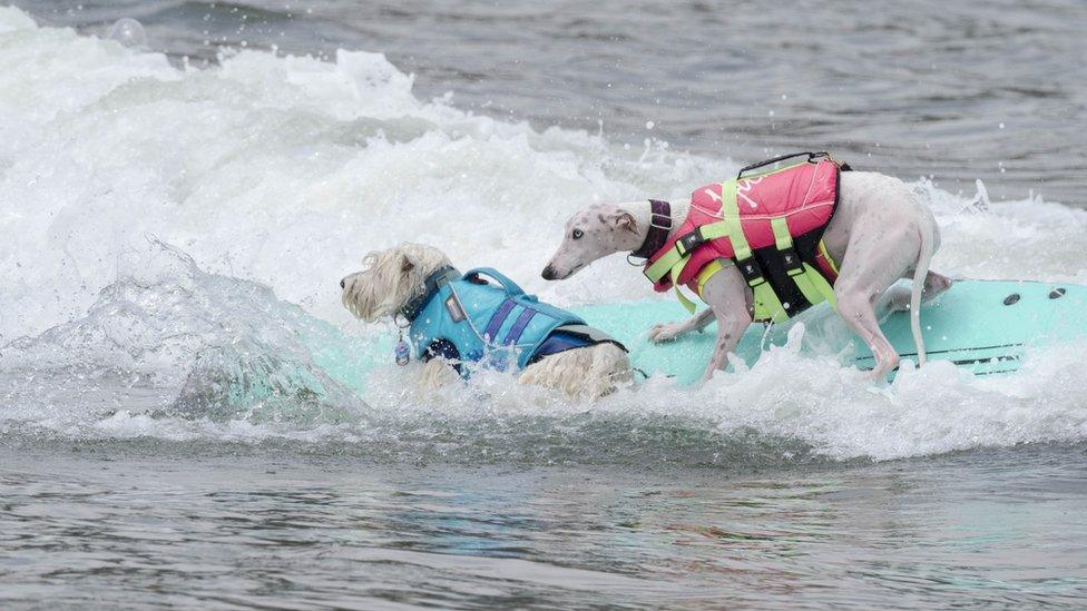 Two dogs surfing