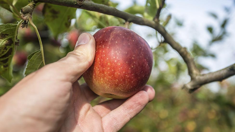 Hand picking an apple