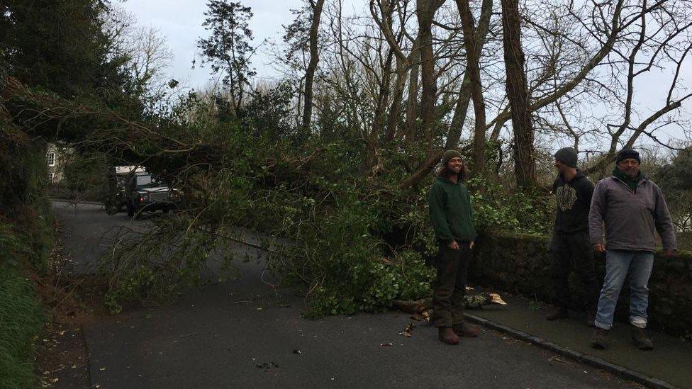 Men by downed tree