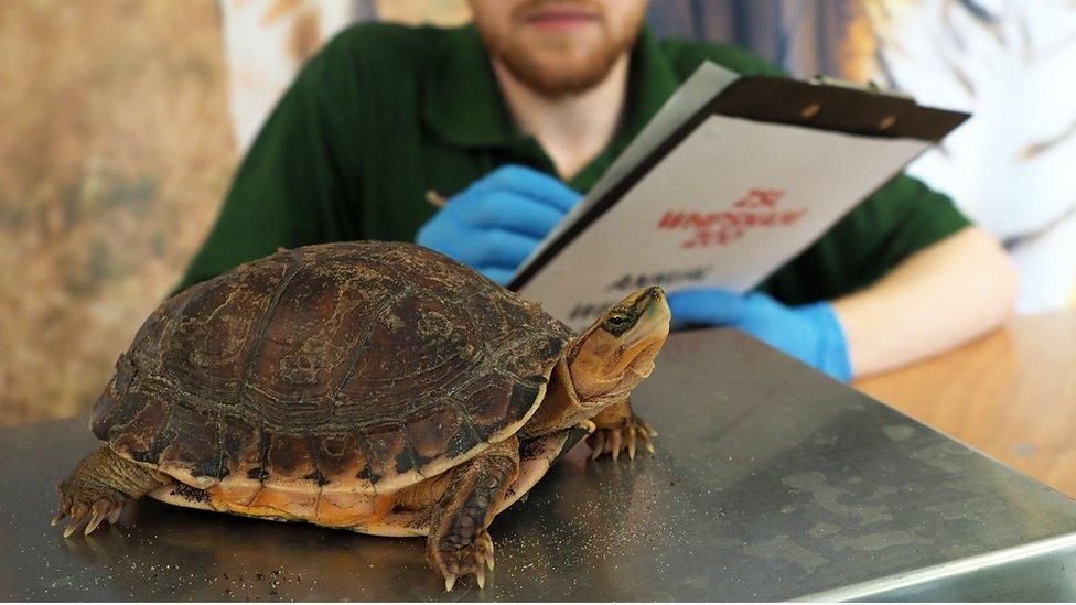 Box-turtle-gets-weighed.