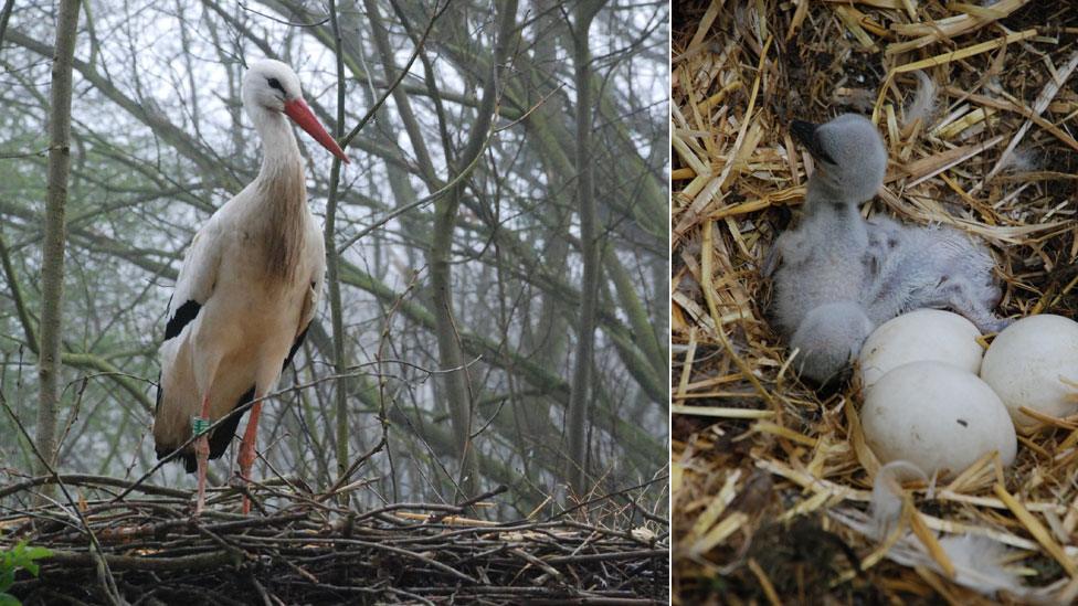 White storks at Shorelands Wildlife Gardens