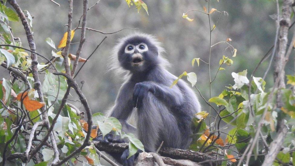 Popa langur monkey