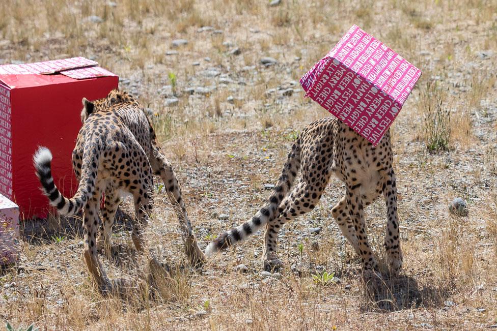 Cheetahs explored packages filled with treats