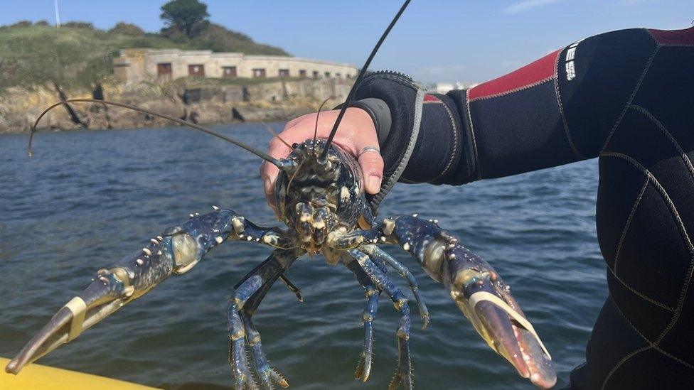 A bright blue European lobster