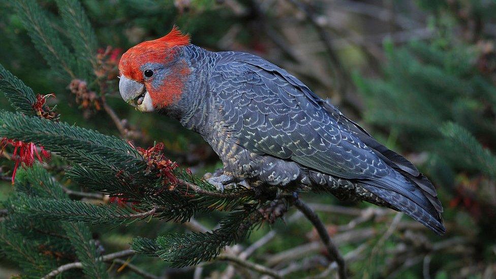 Gang-gang cockatoo