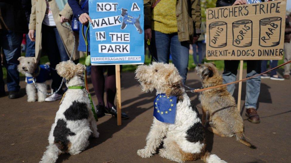 Dogs at Brexit march