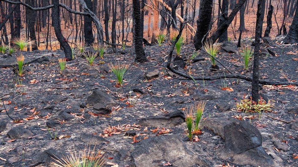 Green grasses have started to re-grow in parts of Kulnura that were on fire three weeks previously