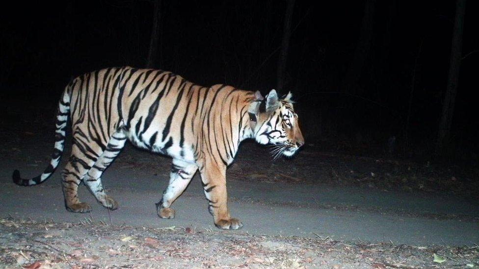 Tiger walking