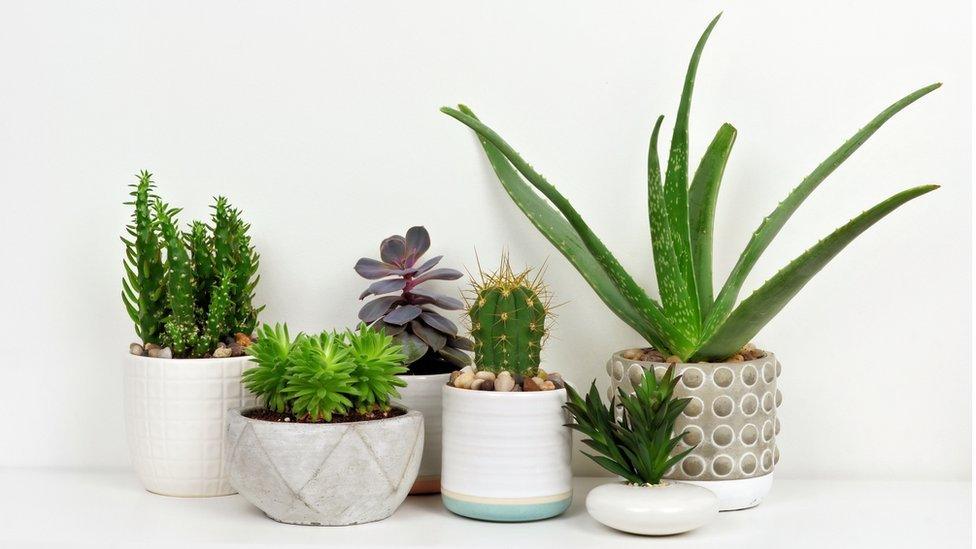 Potted house plants