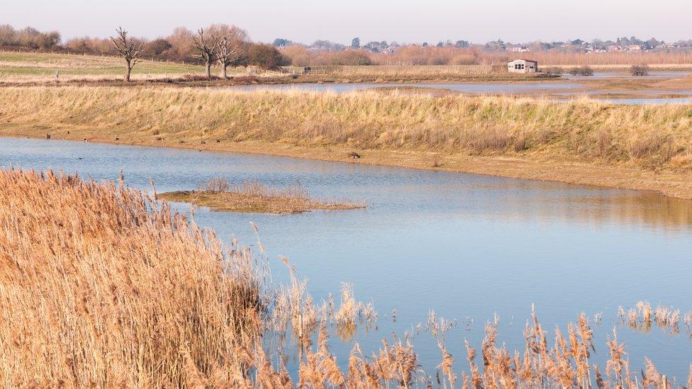 Salt marshes at Fingringhoe Wick