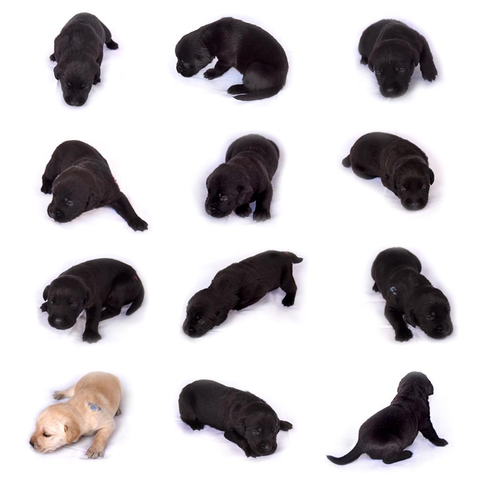 The litter of 12 puppies pictured at 2 weeks old