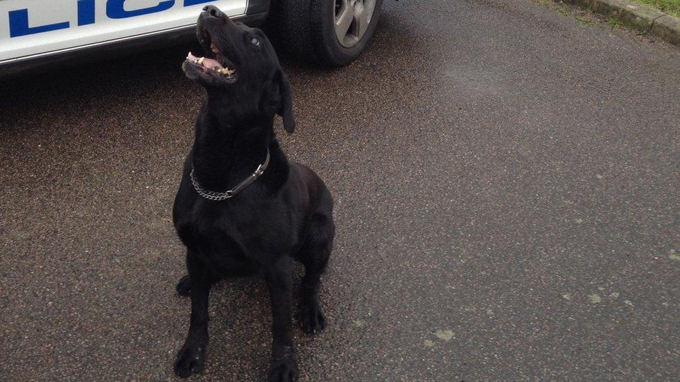 Ozzy the police dog