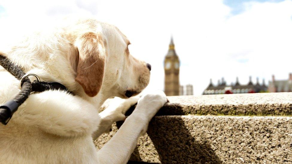 Dog looks at Parliament