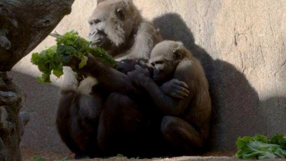 Leslie, and her mum Kokamo, in their pen at the San Diego Zoo