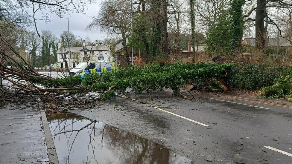 Tree fallen on road