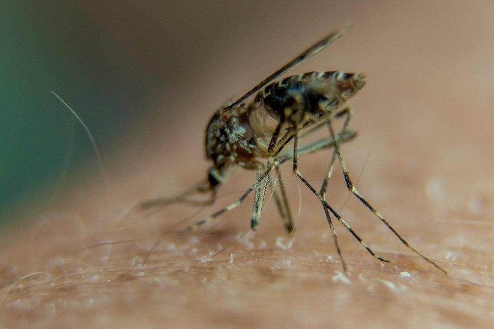 A picture taken on August 23, 2016 in Lille, northern France, shows a mosquito on a person"s arm.