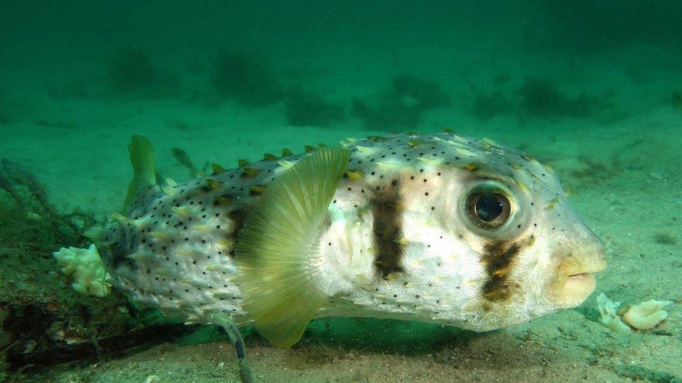 Threebar porcupine fish