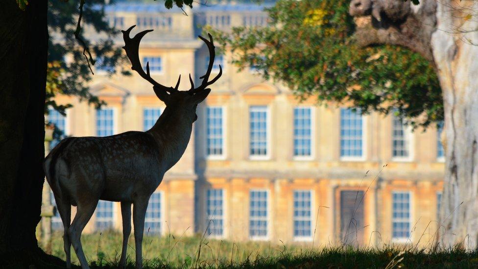 Deer at Dyrham Park