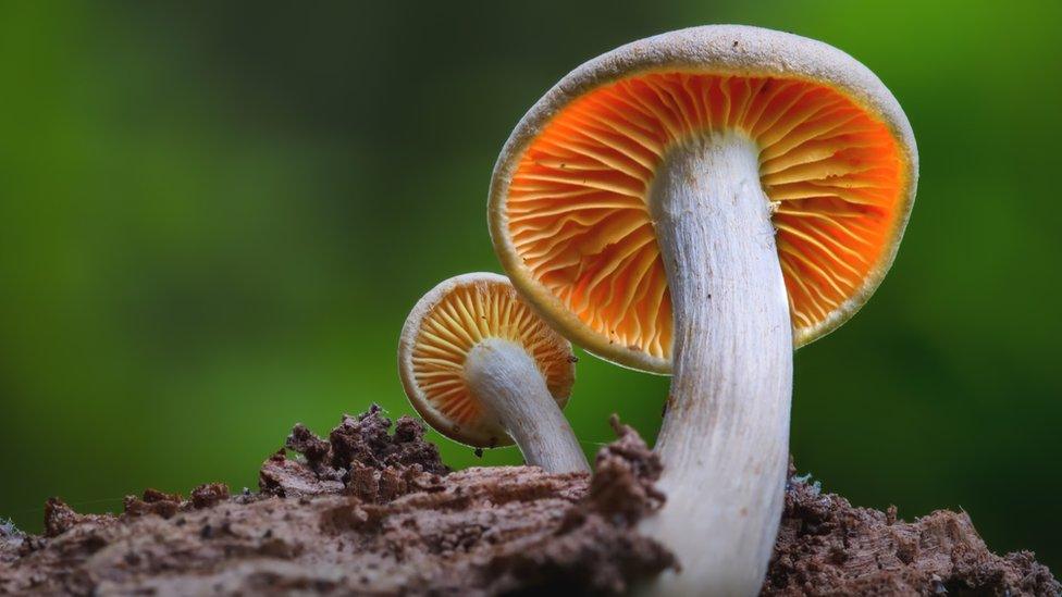 Mushroom in field