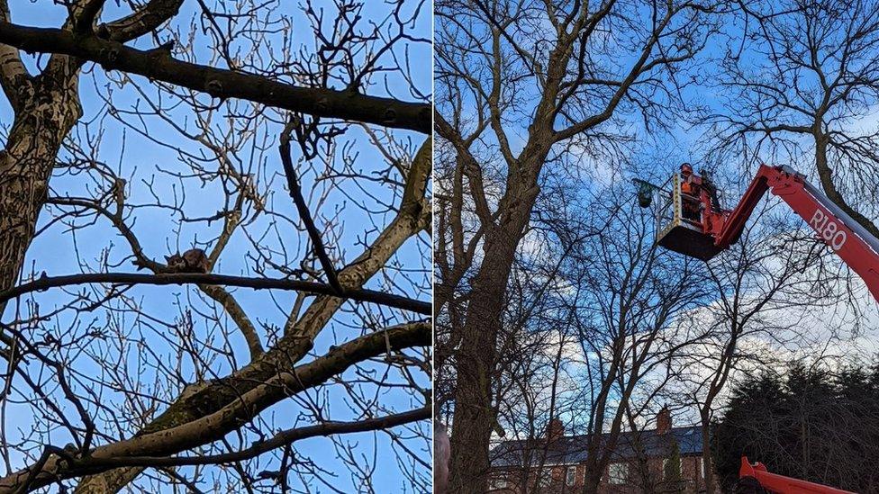 Tree surgeon rescues kitten from tree