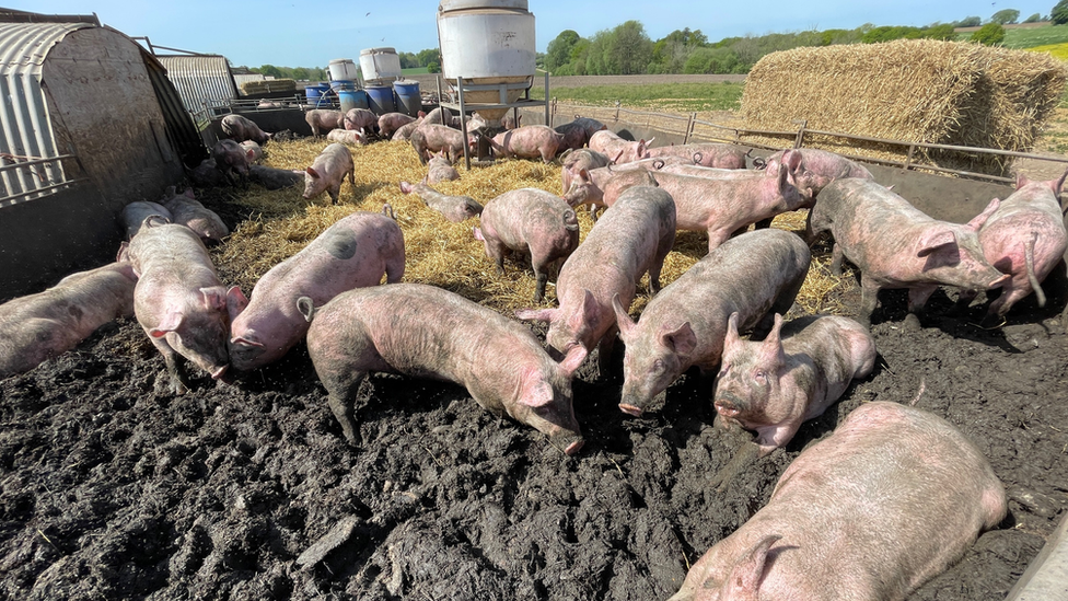 Pigs in mud