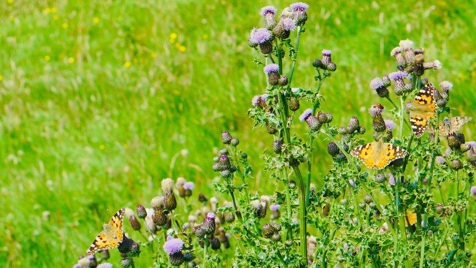 Painted lady butterflies