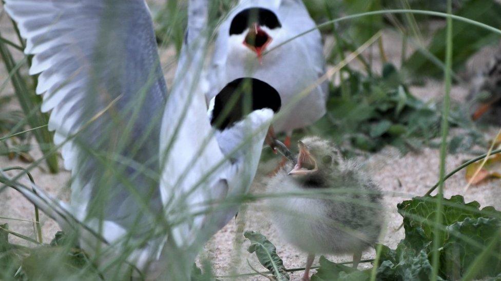 Arctic tern chick feeding at Long Nanny, Northumberland